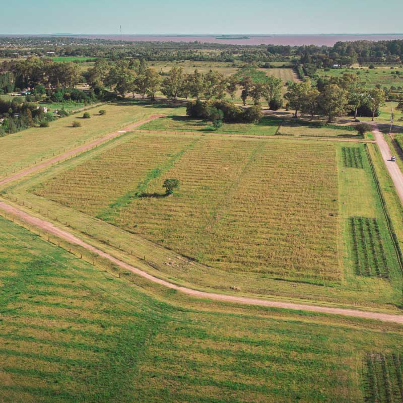 Lote Le Terroir