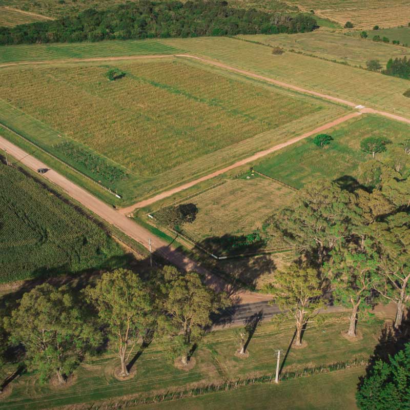Lote Le Terroir